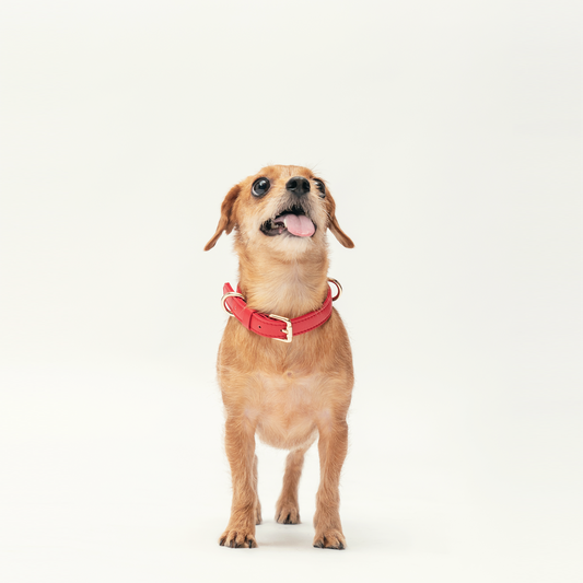 Collar - Flame Red