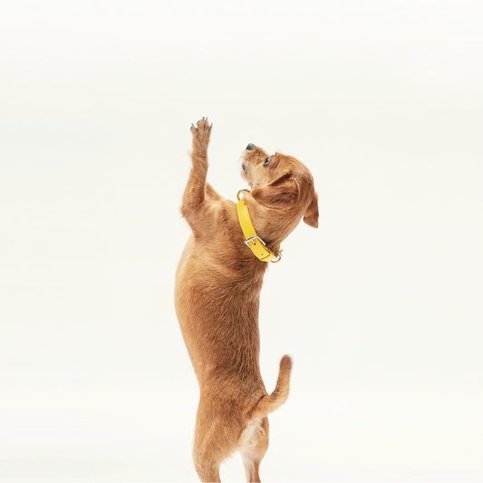 Collar - Bumblebee Yellow