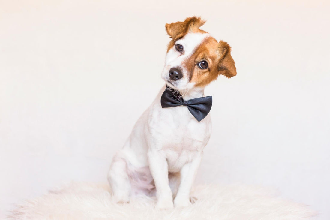 Charm & Personality to Your Furry Friend
