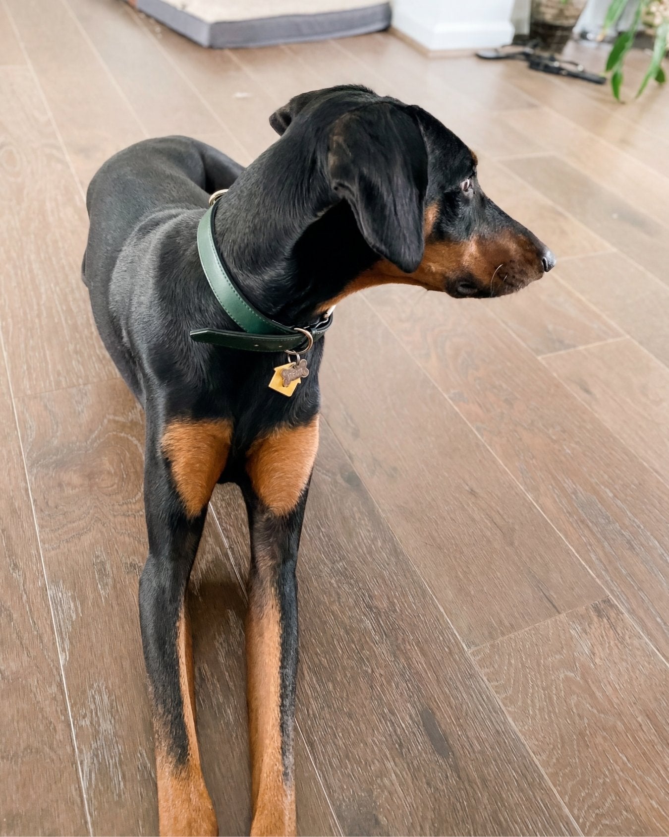 Collar - Forest Green