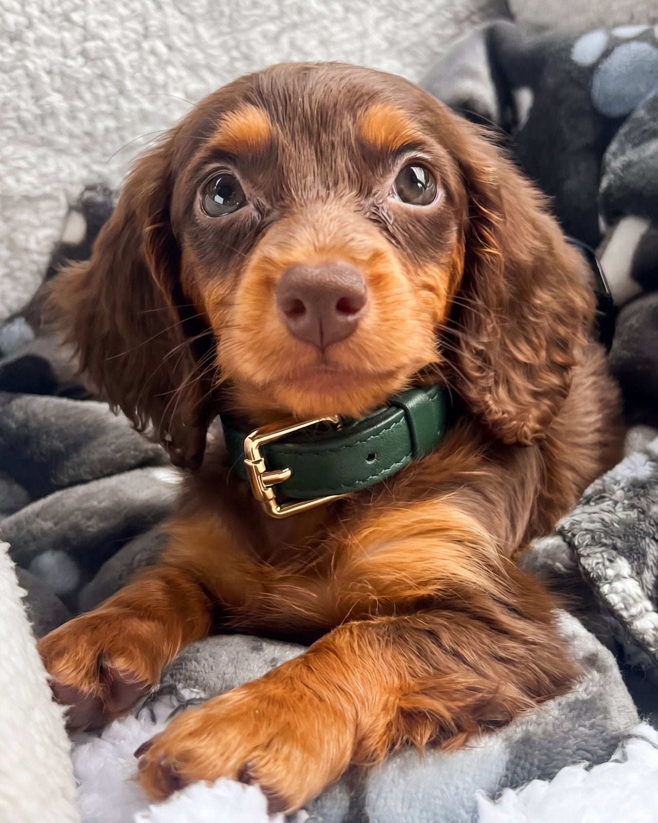 Collar - Forest Green
