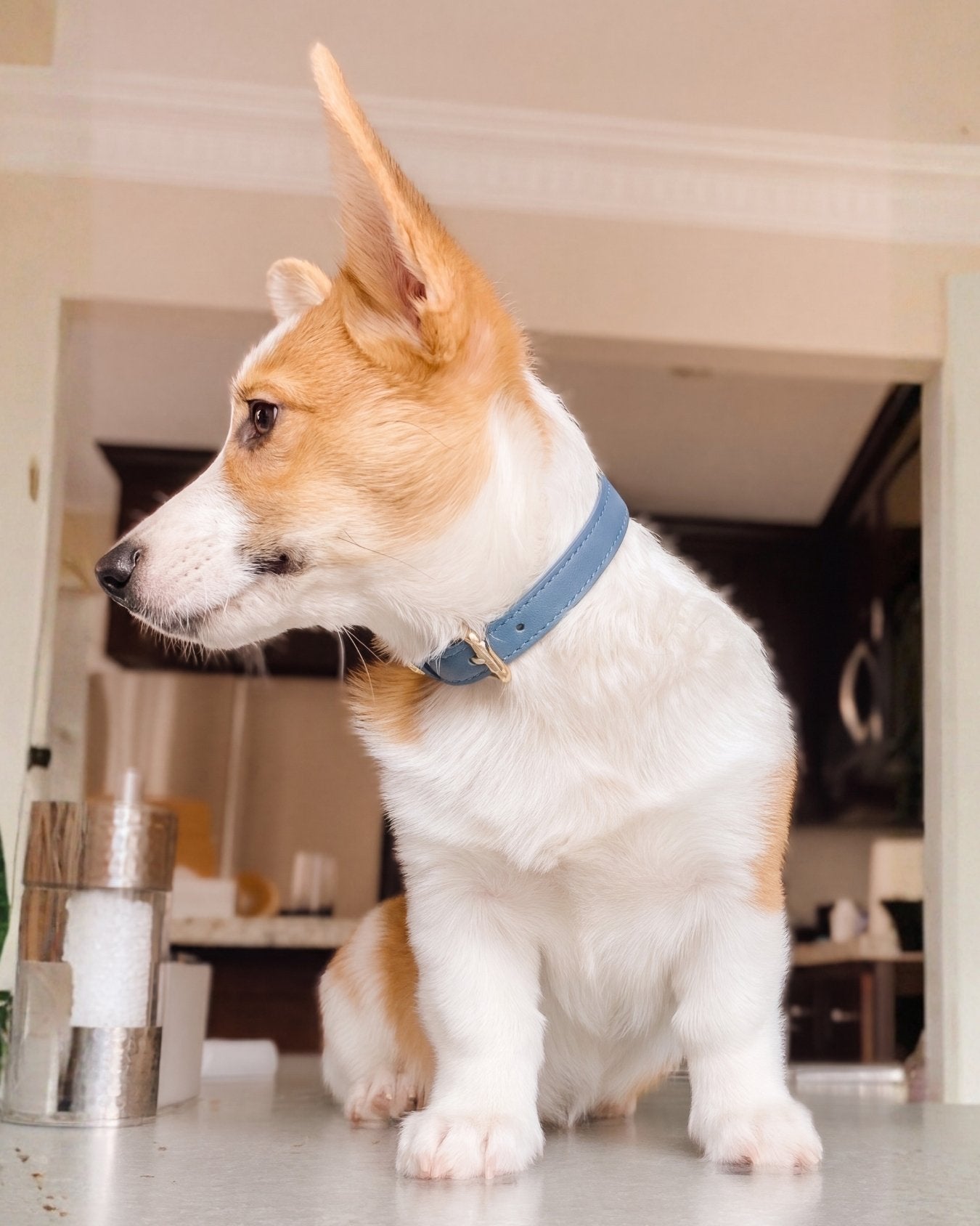 Collar - Stone Blue