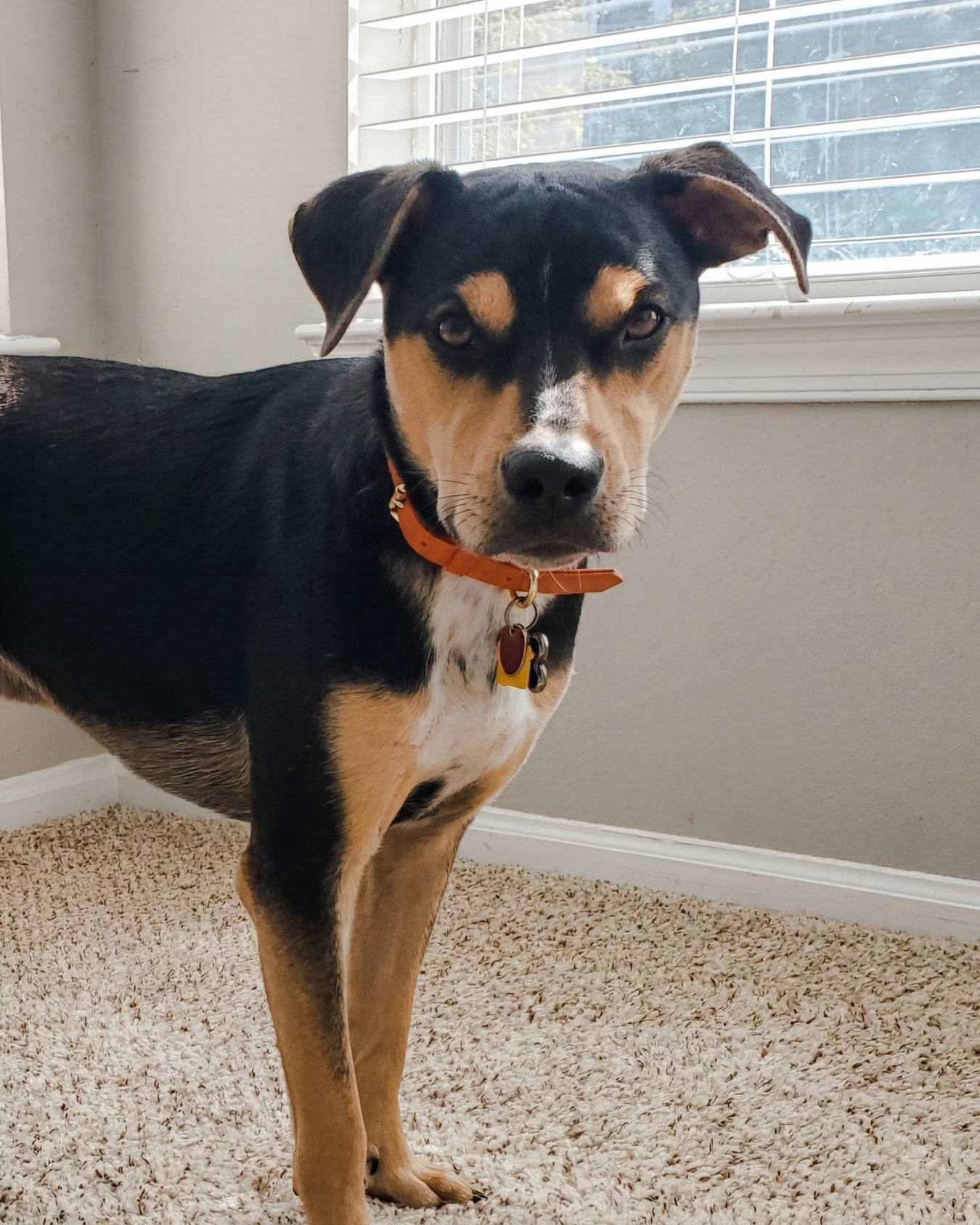 Collar - Tangerine Orange