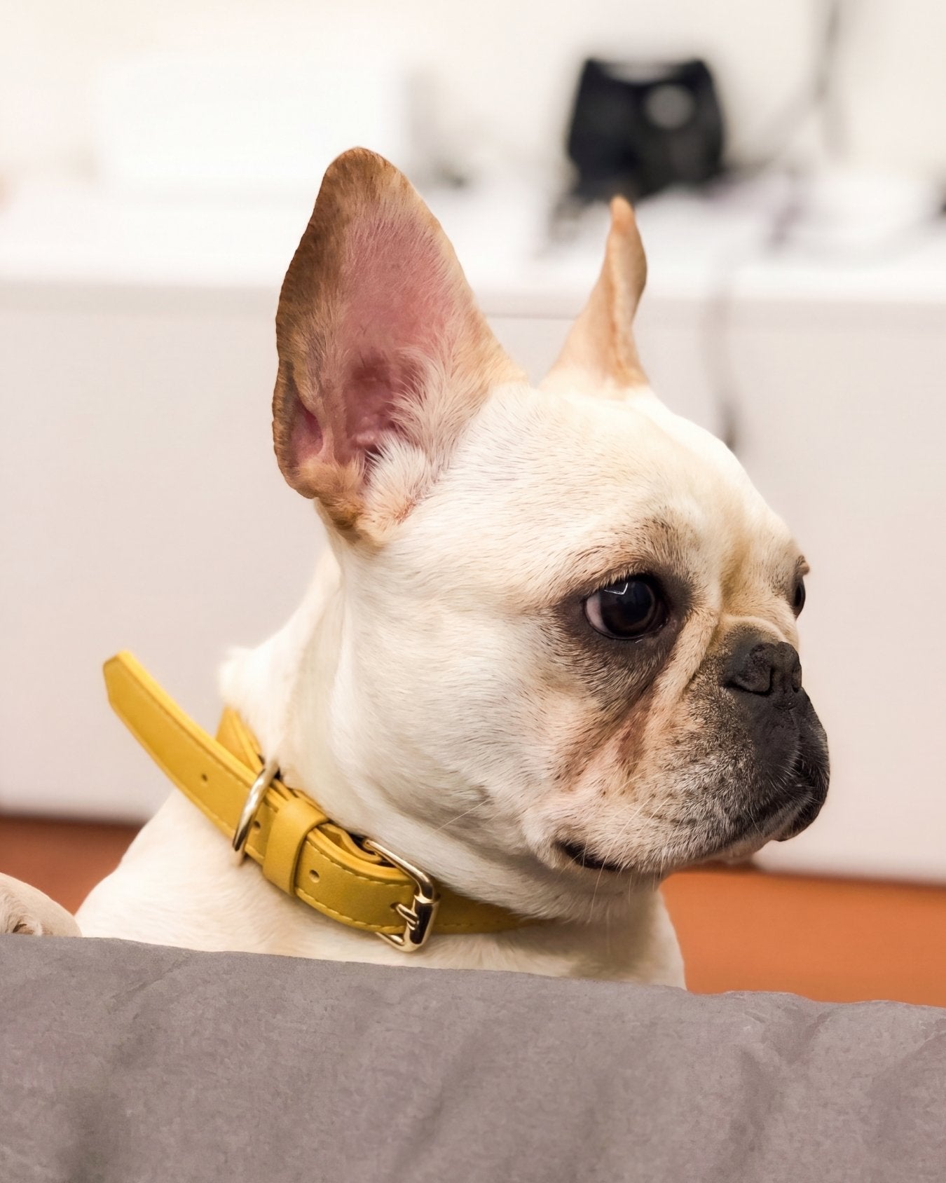 Collar - Bumblebee Yellow