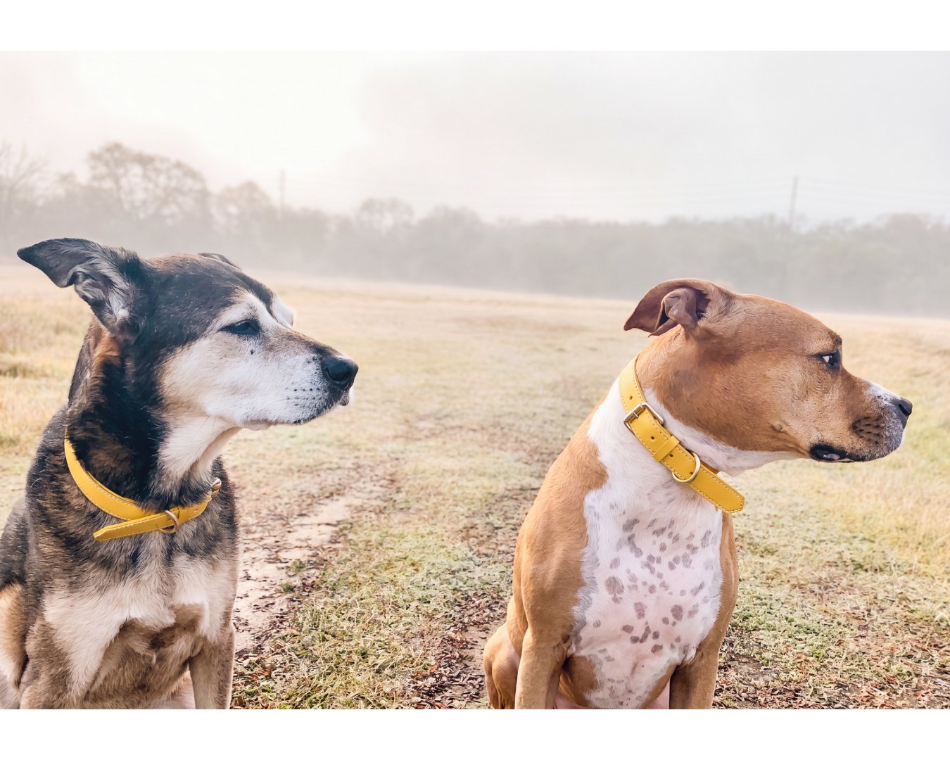 Collar - Bumblebee Yellow