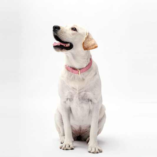 Collar - Baby Pink