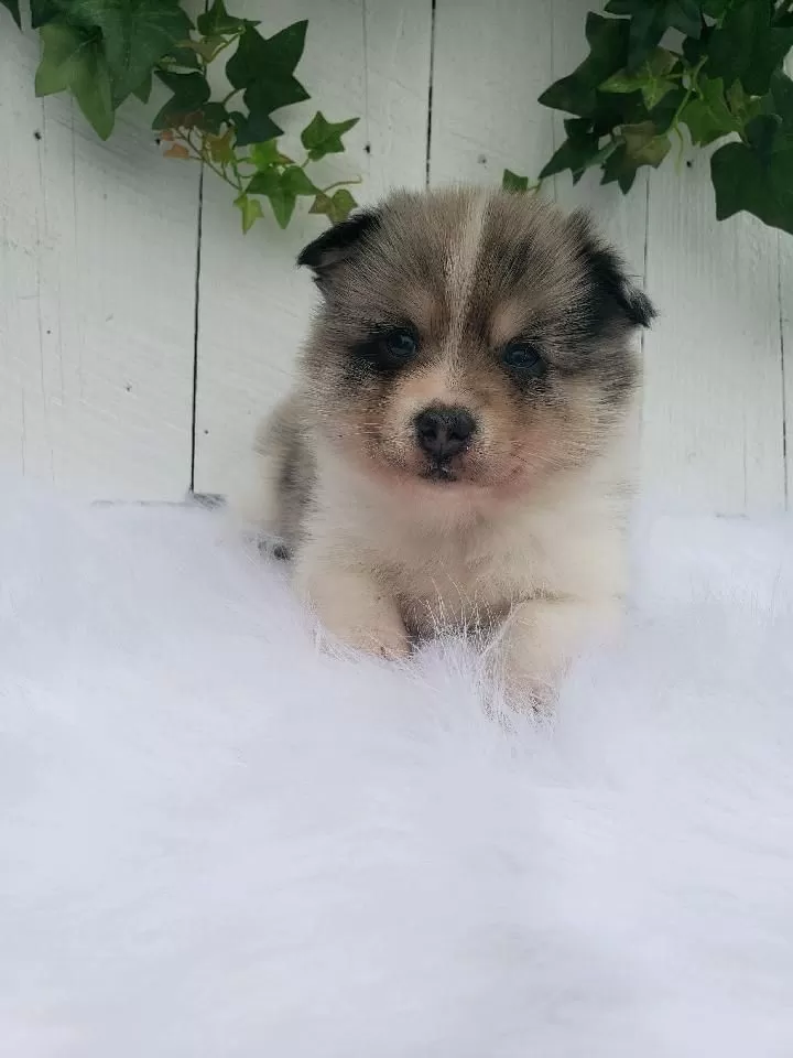 Puppy Name: Baxter