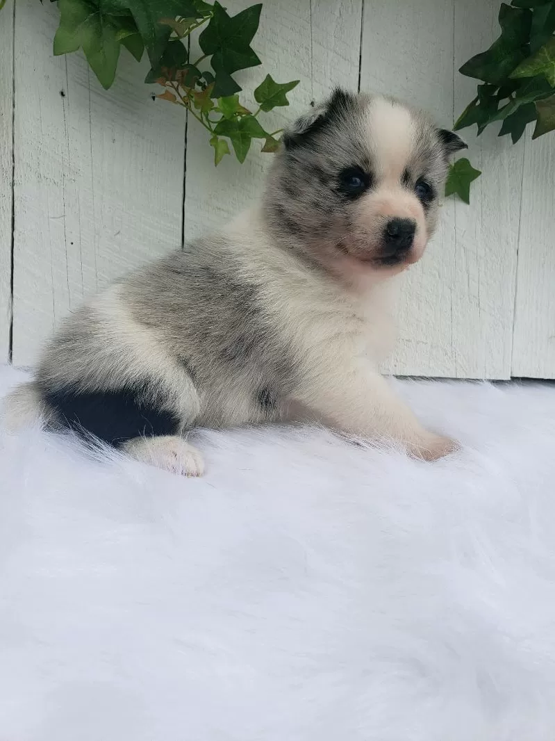 Puppy Name: Stella